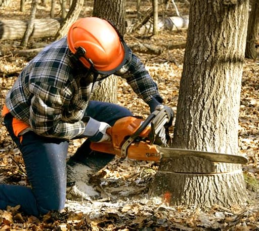 Tree Removal in Kingston, PA